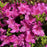 Azalea, Girard's Fuchsia Azalea