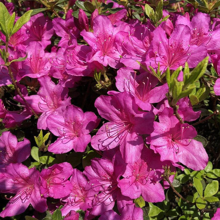 Azalea, Girard's Fuchsia Azalea