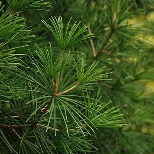 Sciadopitys verticillata 'Wintergreen'  - Wintergreen Umbrella Pine