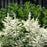 Astilbe chinensis 'Vision in White'  - Vision in White Chinese Astilbe