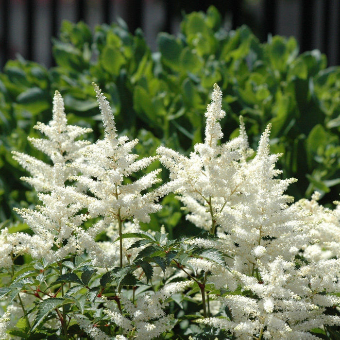Astilbe chinensis 'Vision in White'  - Vision in White Chinese Astilbe
