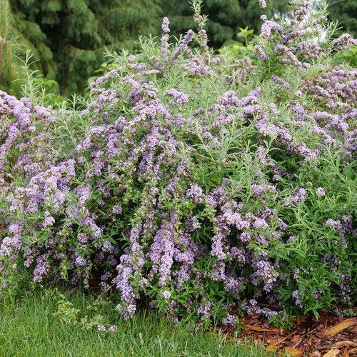 Butterfly Bush, Mop Top™ Fountain Butterfly Bush