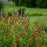 Baptisia, Decadence® Cherries Jubilee Baptisia