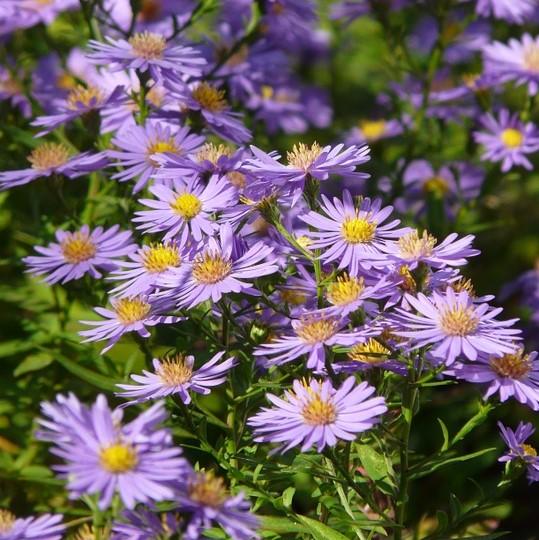 Aster, Smooth Aster