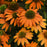 Echinacea 'PAS1308374'  - Artisan™ Soft Orange Coneflower