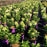 Hydrangea paniculata 'Bailpanone' PP32,549  - First Editions® Little Hottie® Hydrangea