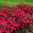 Dianthus, Paint the Town Red Dianthus