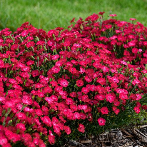 Dianthus, Paint the Town Red Dianthus