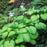 Hosta 'Stained Glass'  - Stained Glass Hosta