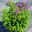 Aster, Grape Crush New England Aster