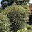 Viburnum 'Pragense'  - Prague Viburnum