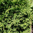 Thuja occidentalis 'Hetz Midget'  - Hetz Midget Arborvitae, Mini Arborvitae