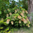 Hydrangea quercifolia 'Snowcicle'  - Snowcicle Hydrangea
