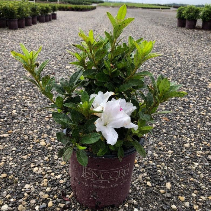 Rhododendron ‘Roblex’  - Encore® Autumn Lily™ Azalea