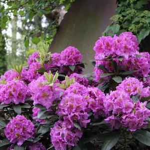 Rhododendron, Dandy Man Purple Rhododendron