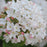 Viburnum carlesii ‘Select A’  - Spice Island™ Korean Spice Viburnum
