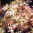 Acer shirasawanum 'Autumn Moon'  - Autumn Moon Japanese Maple