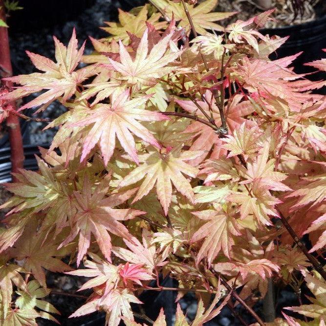 Acer shirasawanum 'Autumn Moon'  - Autumn Moon Japanese Maple