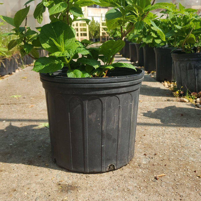 Hydrangea macrophylla 'Bailmer’  - Endless Summer® The Original Hydrangea