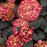 Hydrangea macrophylla 'Bailmacseven'  - First Editions® Eclipse® Hydrangea