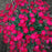 Dianthus, Paint the Town Magenta Dianthus