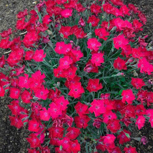 Dianthus, Paint the Town Magenta Dianthus