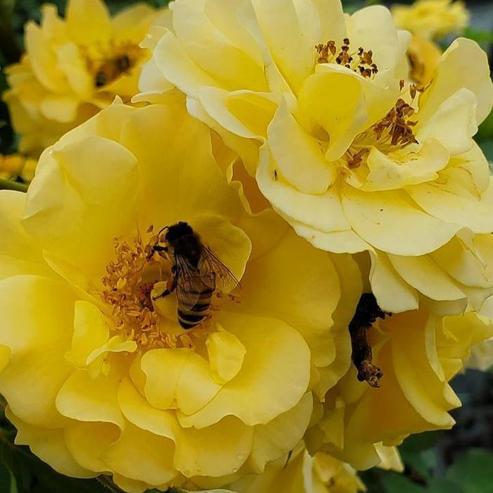 Rosa x 'ChewAmberness'  - Rise Up® Amberness® Climbing Rose