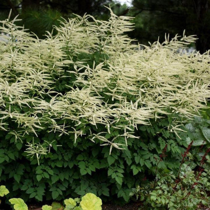 Goat's Beard, Misty Lace Goat's Beard