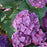 Hydrangea macrophylla 'SMNHMP' USPP 32,514  - Let's Dance® Big Band® Hydrangea