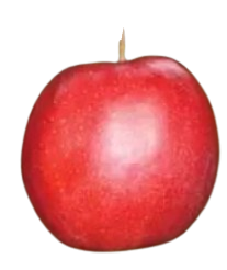 Apple, Jonastar, 7 gal (5-7 ft)