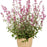 Hyssop, Meant to Bee® Royal Raspberry Agastache