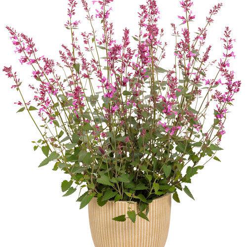 Hyssop, Meant to Bee® Royal Raspberry Agastache