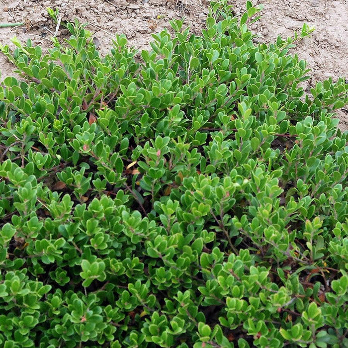 Arctostaphylos uva-ursi 'Massachusetts'  - Massachusetts Bearberry
