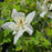 Columbine, Earlybird™ White Columbine