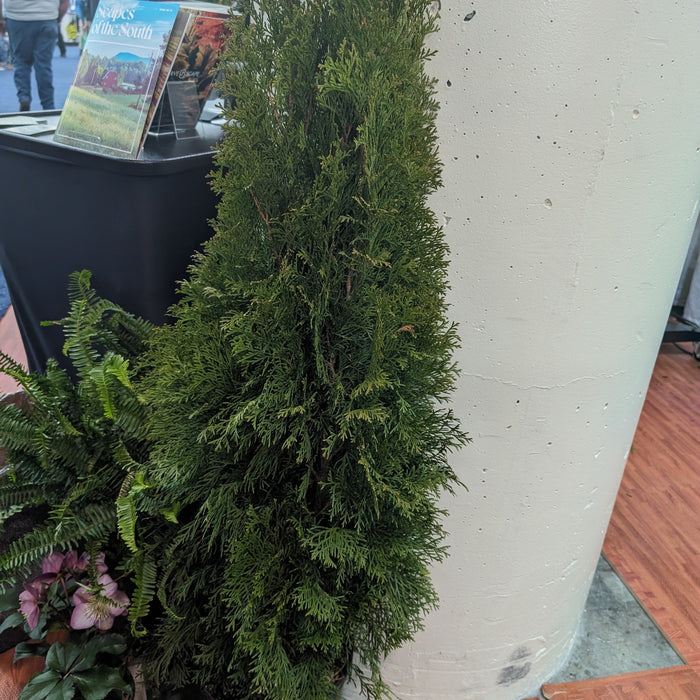 Thuja occidentalis 'Smaragd'  - Emerald Green Arborvitae