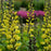Baptisia, Decadence® Lemon Meringue Baptisia