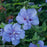 Hibiscus syriacus 'Notwoodthree'  - Blue Chiffon® Hibiscus