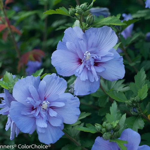 Hibiscus syriacus 'Notwoodthree'  - Blue Chiffon® Hibiscus