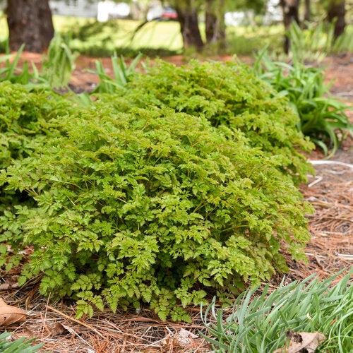 Goat's Beard, Chantilly Lace Goat's Beard