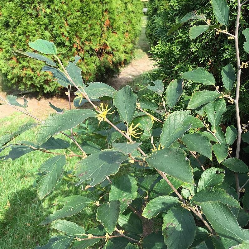 Hamamelis virginiana - Witch Hazel — Mackey's