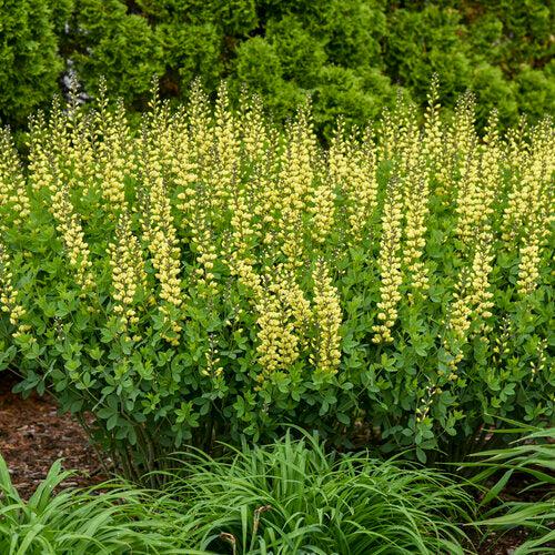 Baptisia, Decadence® Lemon Meringue Baptisia