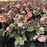 Helleborus x hybridus 'ABCRD01'  - FrostKiss™ Penny's Pink® Lenten Rose