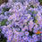 Aster, Raydon's Favorite Aromatic Aster