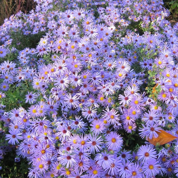 Aster, Raydon's Favorite Aromatic Aster