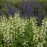 Baptisia, Decadence® Vanilla Cream False Indigo