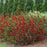 Chaenomeles speciosa 'Scarlet Storm' USPP 20,951  - PW® Double Take™ Scarlet Flowering Quince