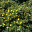 Cinquefoil, PW® Happy Face® Yellow Potentilla