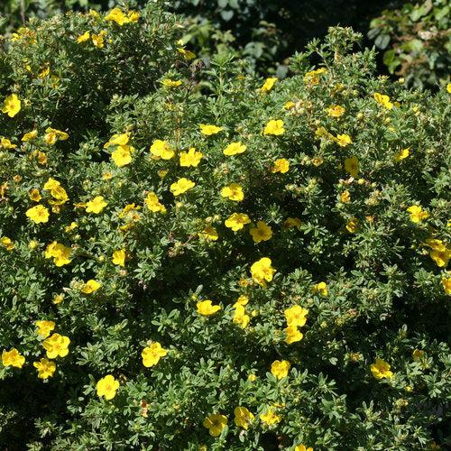Cinquefoil, PW® Happy Face® Yellow Potentilla