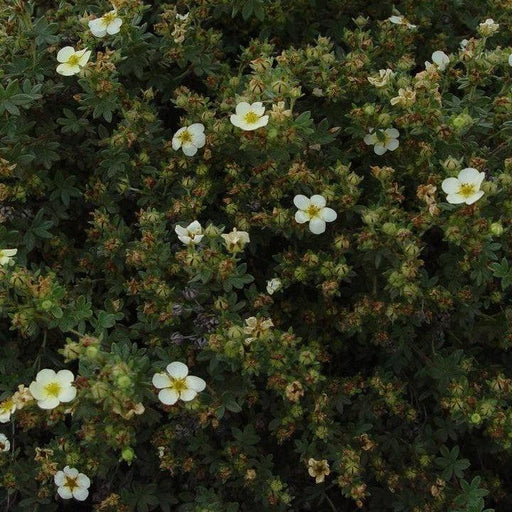 Cinquefoil, Abbotswood Potentilla