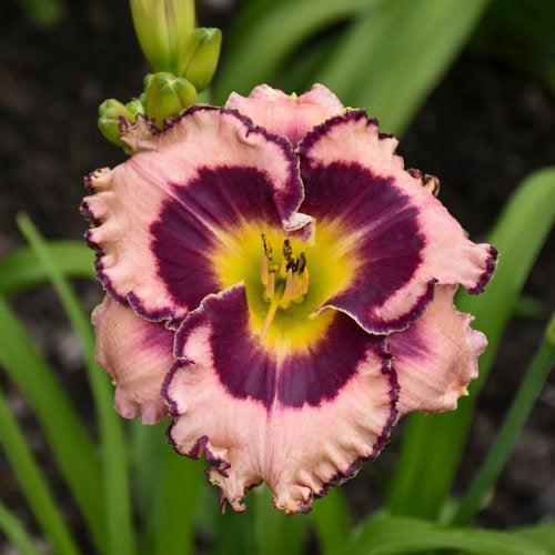 Hemerocallis 'Sound of My Heart'  - Rainbow Rhythm® Sound of My Heart Daylily